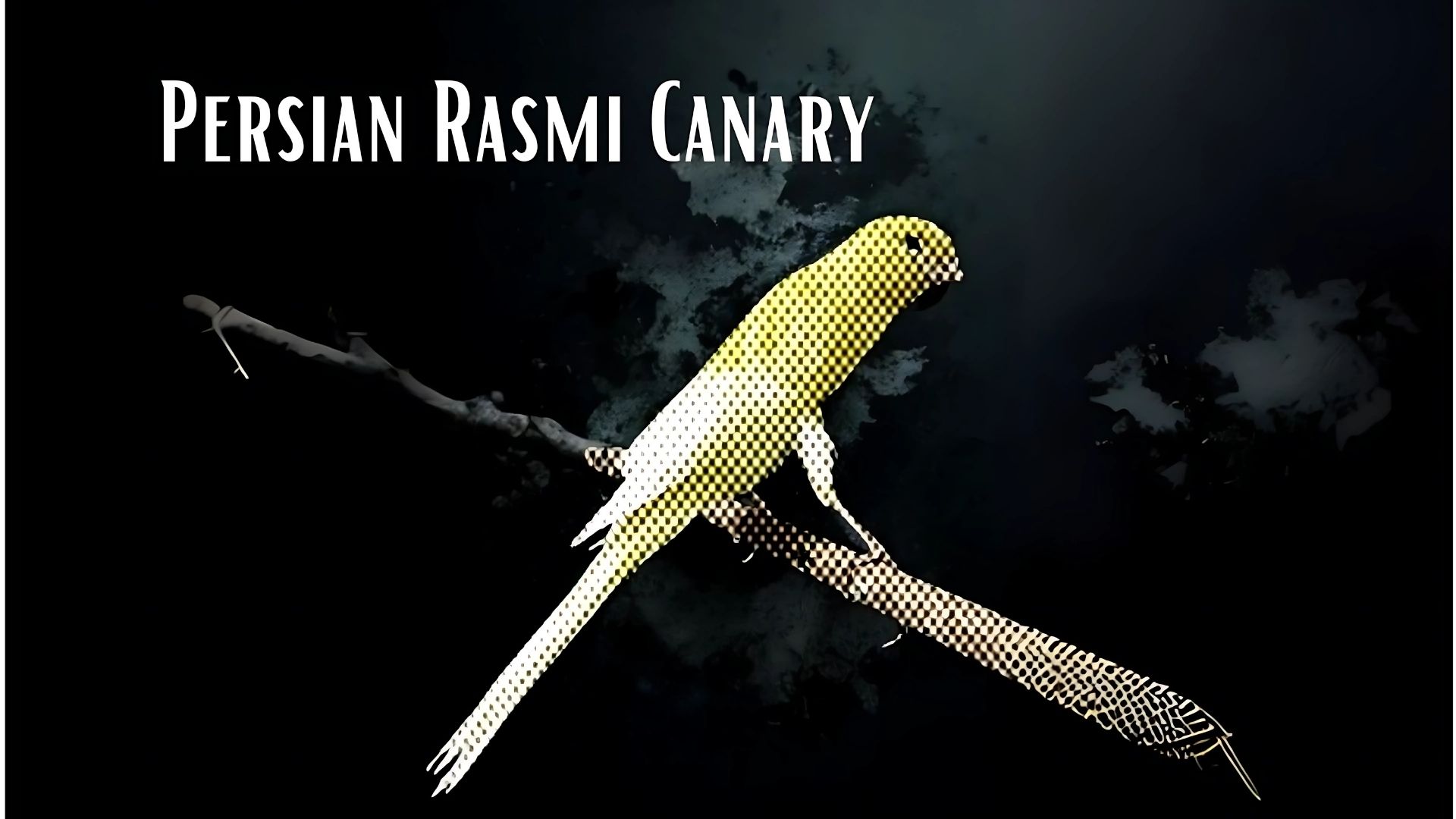 Ornamental Birds