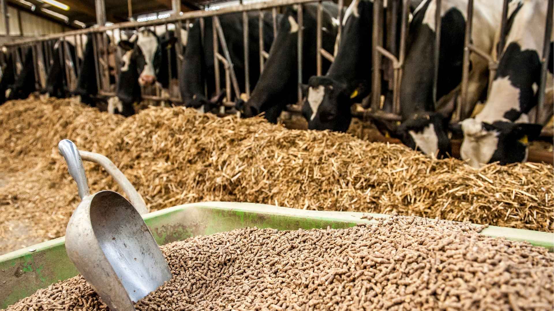 Livestock and Poultry Feed
