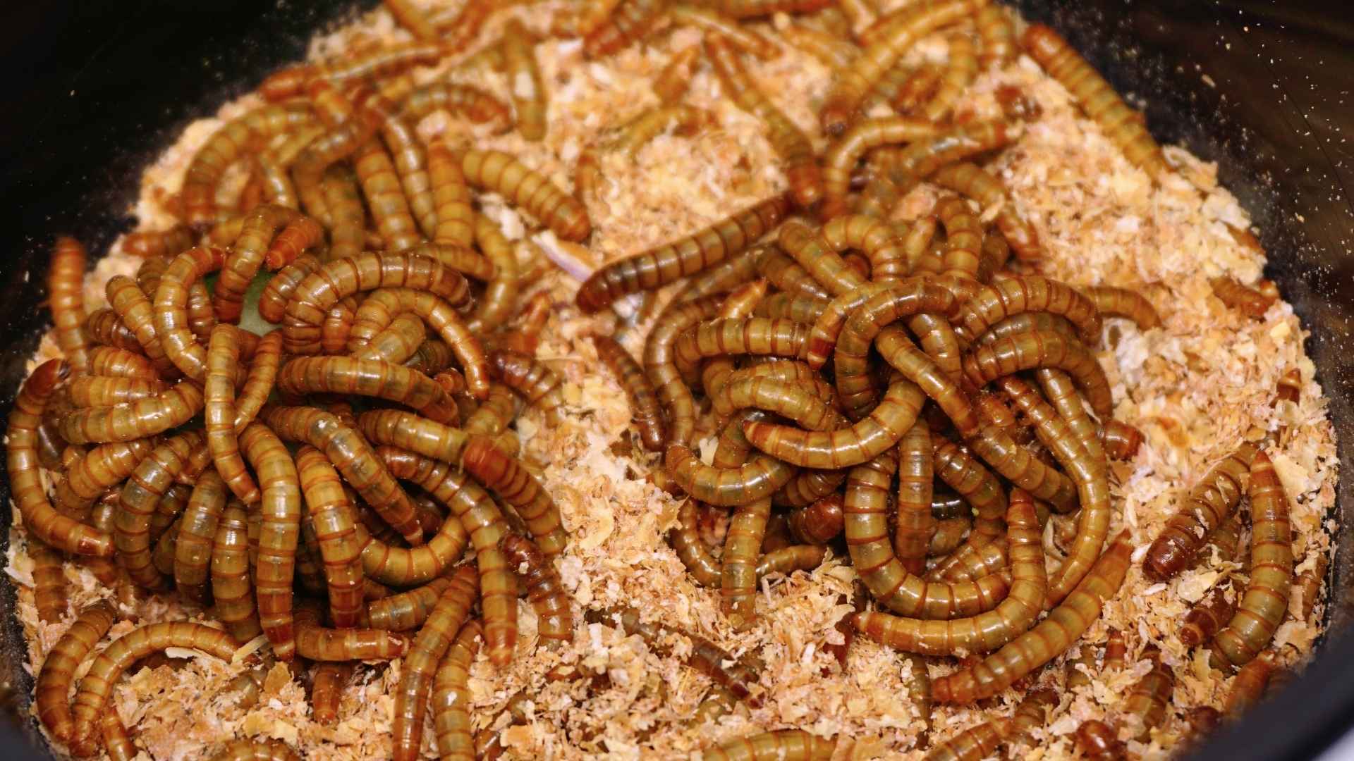 Mealworm