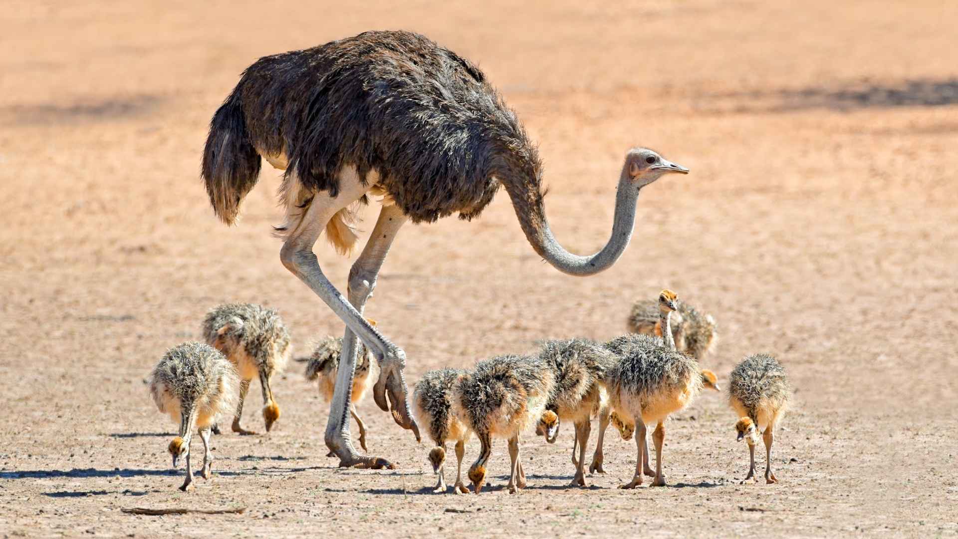 Ostrich